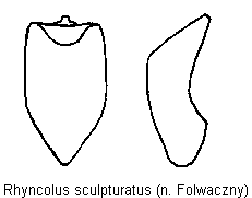 rhyncolus_sculpturatus.gif