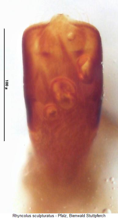 rhyncolus_sculpturatus.jpg
