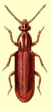 rhysodes_sulcatus_hab.jpg