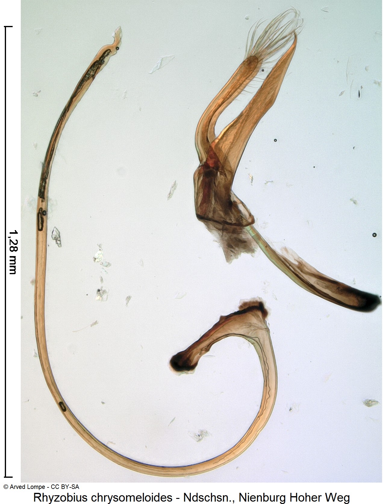 rhyzobius_chrysomeloides_ck8953.jpg