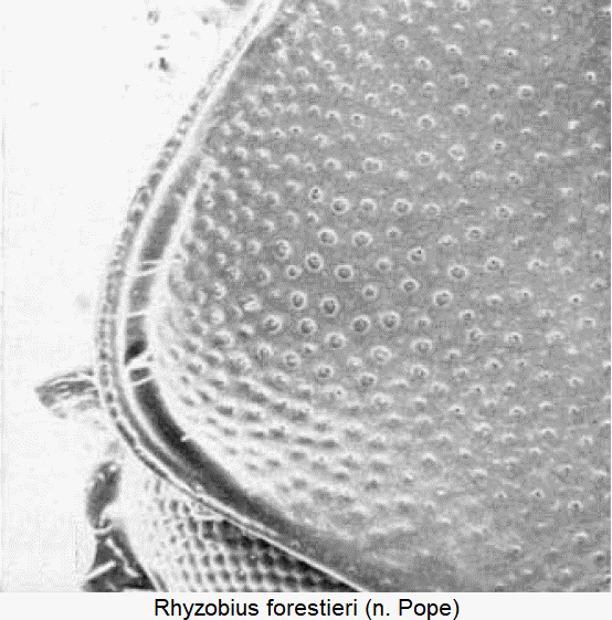 rhyzobius_forestieri_hsch.gif