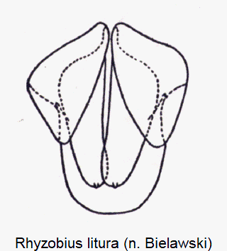 rhyzobius_litura_ovi.gif