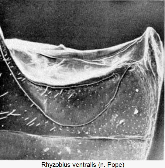rhyzobius_ventralis_ster.gif