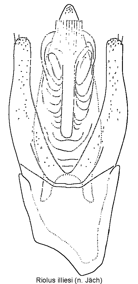 riolus_illiesi1.gif