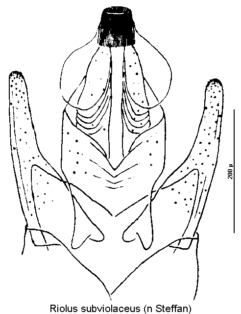 riolus_subviolaceus.gif