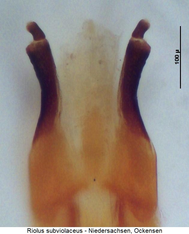 riolus_subviolaceus_ovi.jpg