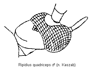ripidius_quadriceps_m_k.gif