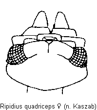 ripidius_quadriceps_w_k_aufsicht.gif