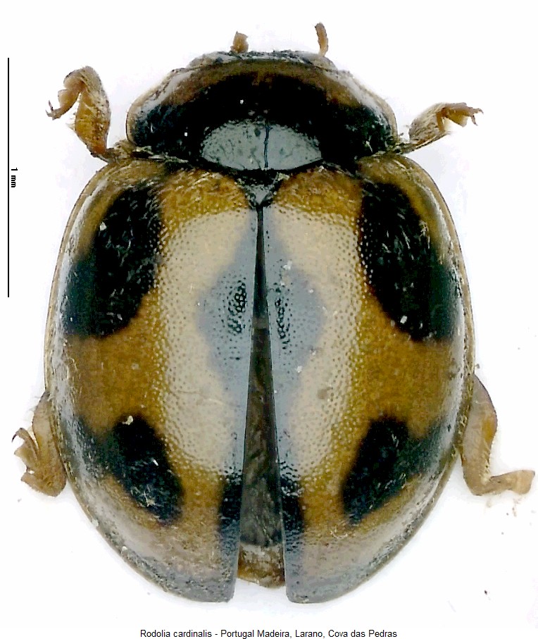 rodolia_cardinalis_hab.jpg