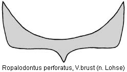 ropalodontus_perforatus_vb.jpg