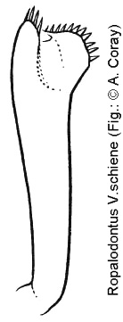 ropalodontus_vorsch.jpg