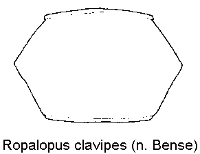 ropalopus_clavipes_hsch.gif