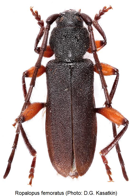 ropalopus_femoratus_hab.jpg