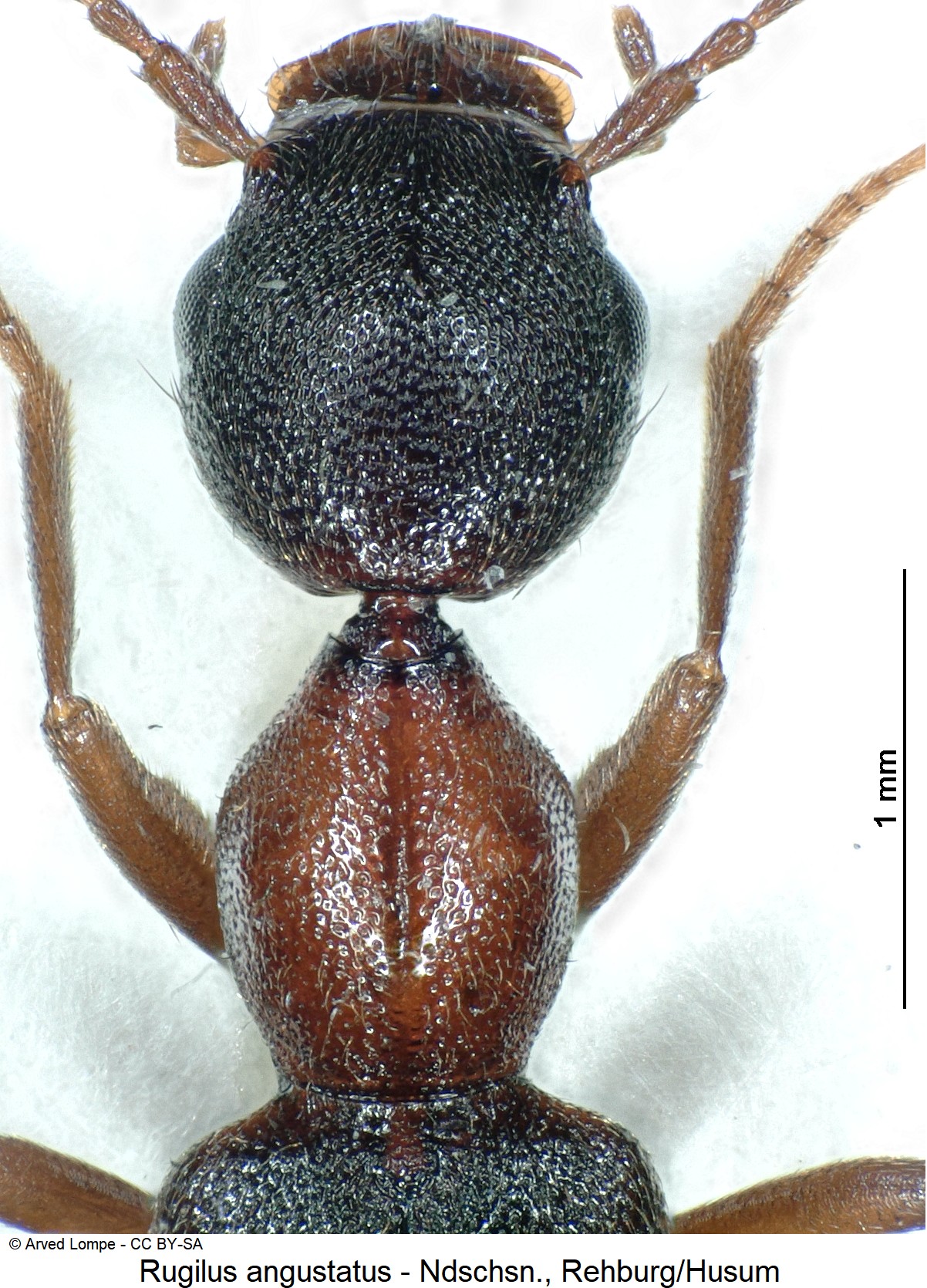 rugilus_angustatus_ck18476_vk.jpg
