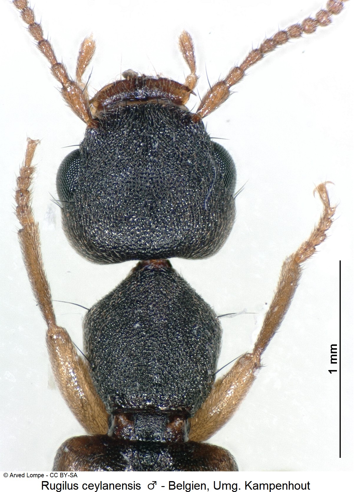 rugilus_ceylanensis_m_ck34120993_vk.jpg