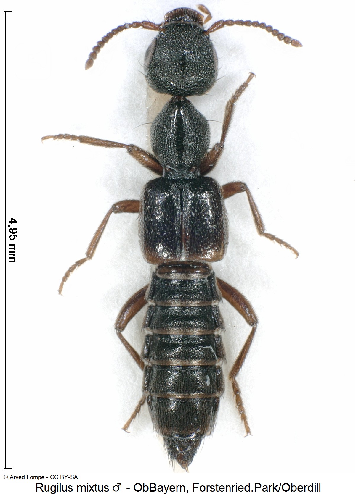 rugilus_mixtus_m_ck17152_hab.jpg