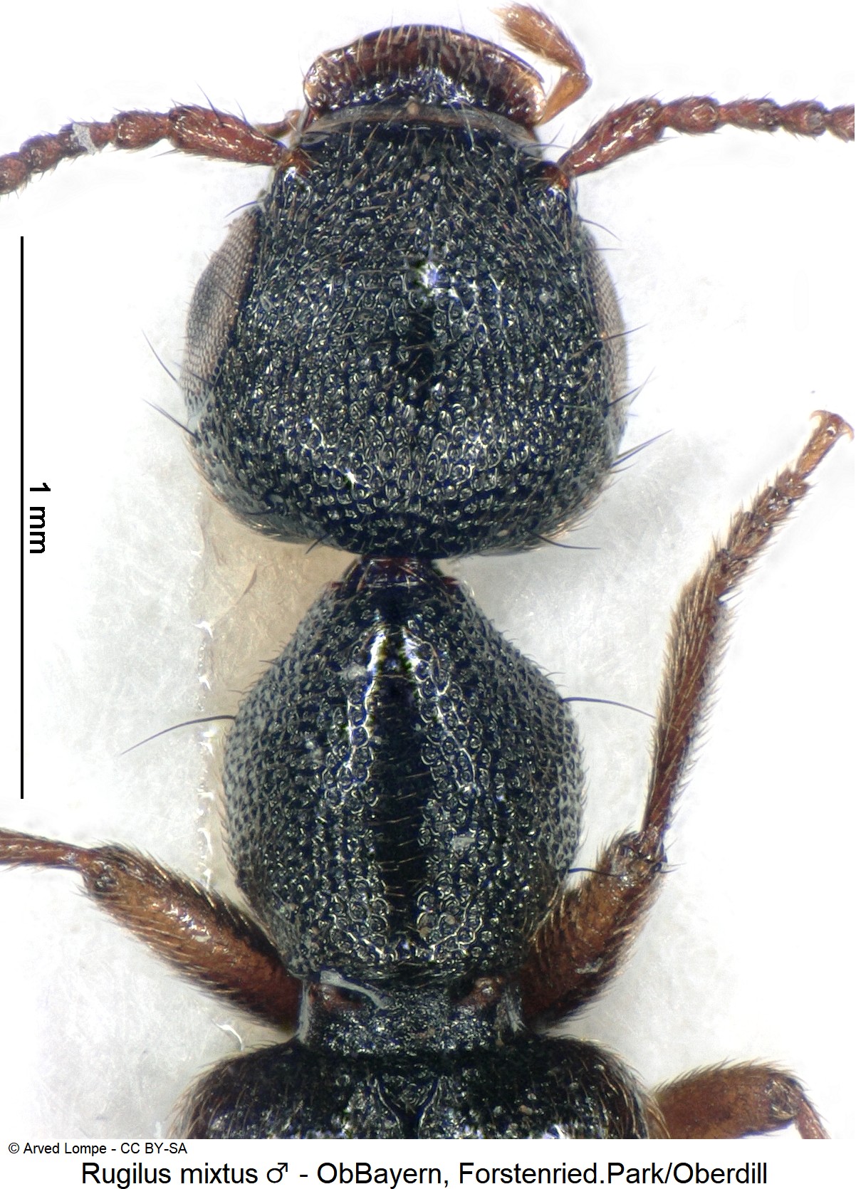 rugilus_mixtus_m_ck17152_vk.jpg