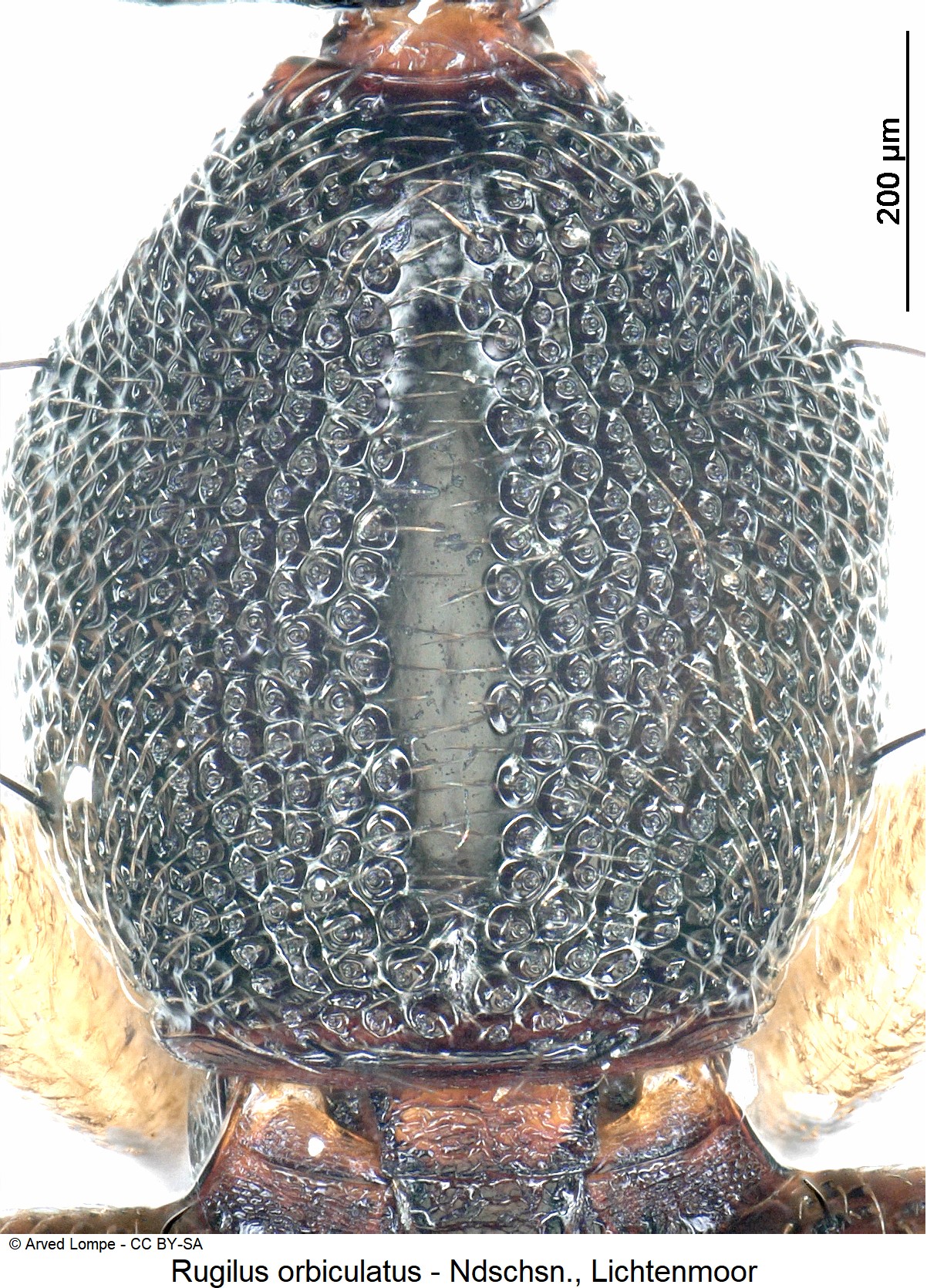 rugilus_orbiculatus_ck24421_hsch.jpg