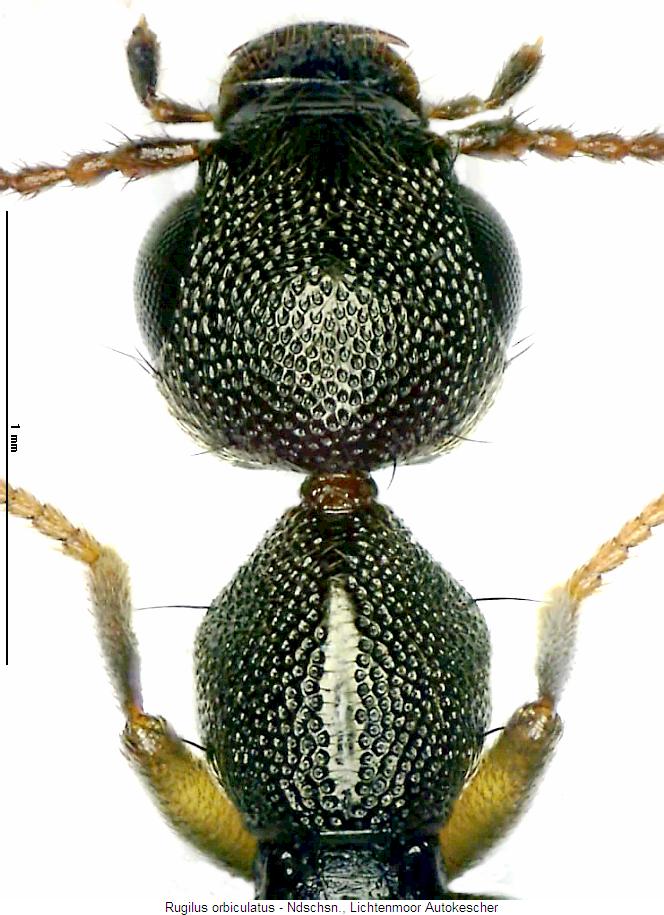 rugilus_orbiculatus_vk.jpg