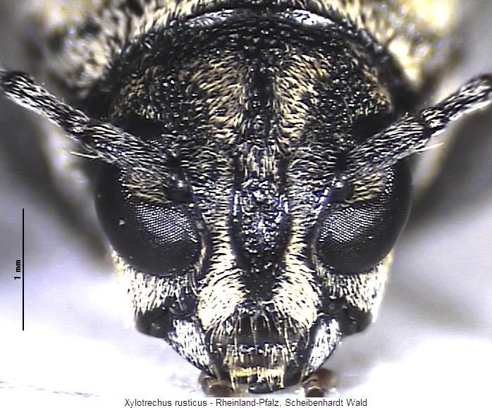 rusticoclytus_rusticus_k.jpg