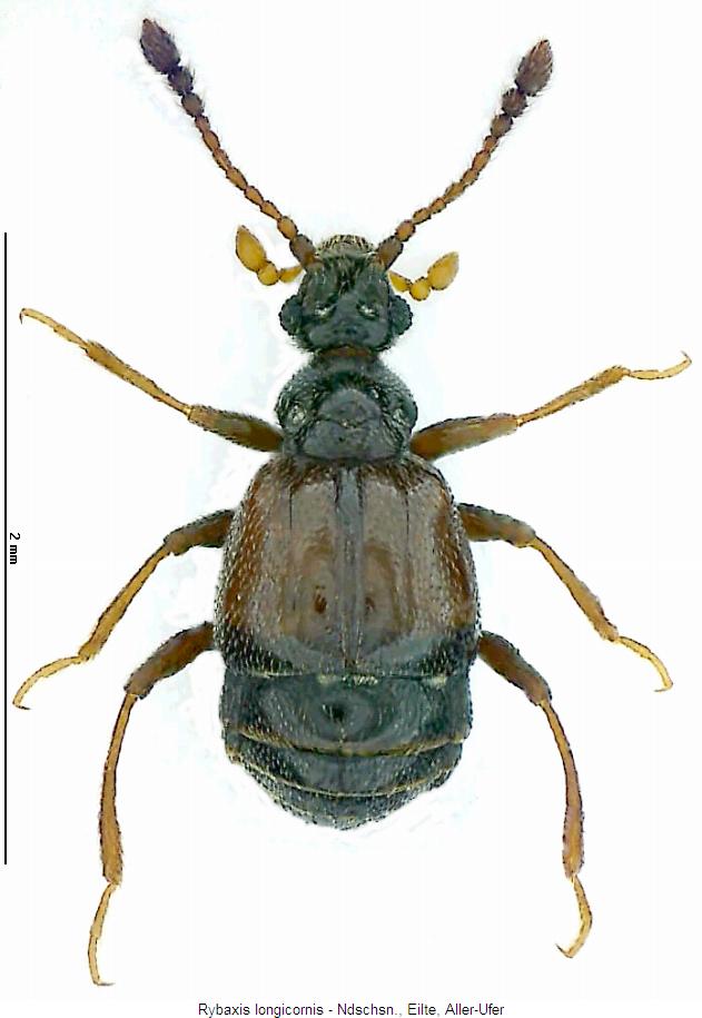 rybaxis_longicornis_hab.jpg