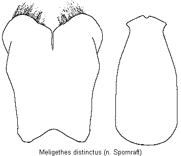 sagittogethes_distinctus.gif