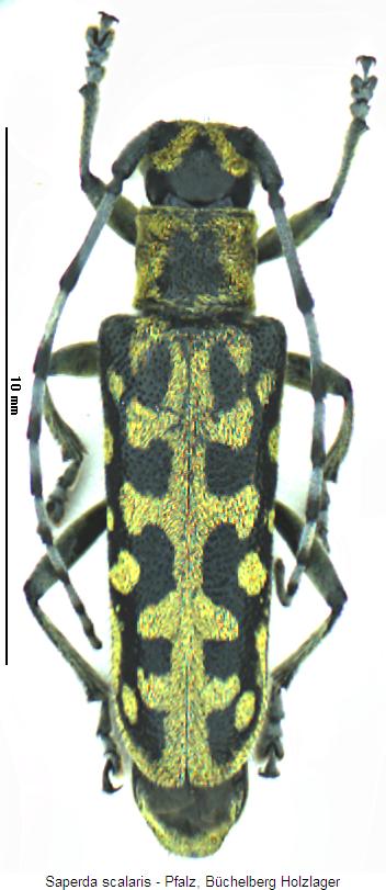 saperda_scalaris_hab.jpg