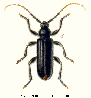 saphanus_piceus_hab.gif