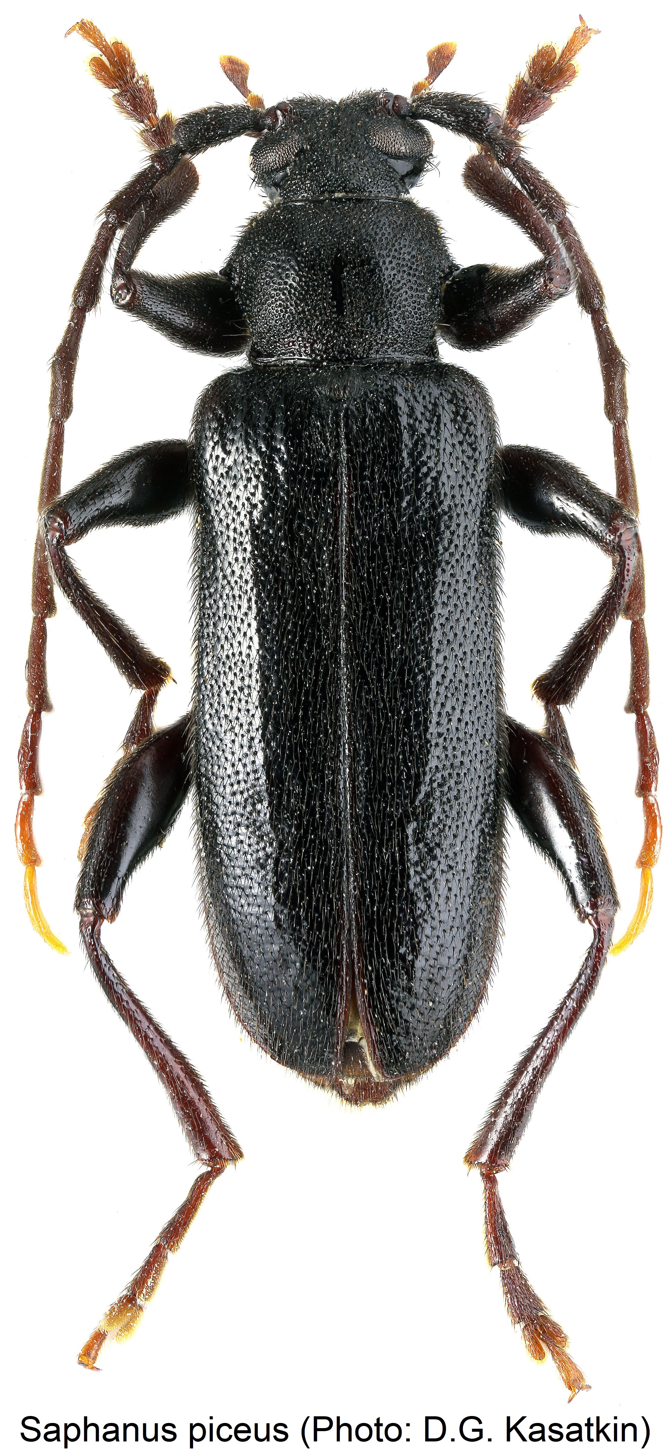 saphanus_piceus_hab.jpg