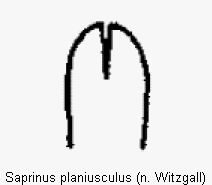saprinus_planiusculus.gif
