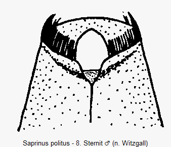 saprinus_politus_sternit.gif