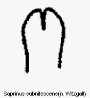 saprinus_subnitescens.gif