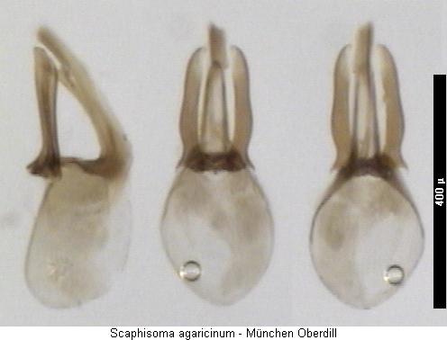 scaphisoma_agaricinum.jpg