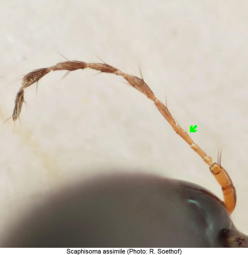 scaphisoma_assimile_f.jpg