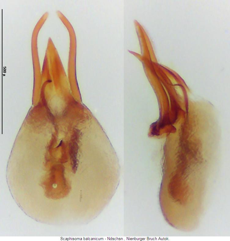 scaphisoma_balcanicum.jpg