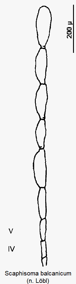 scaphisoma_balcanicum_f.gif