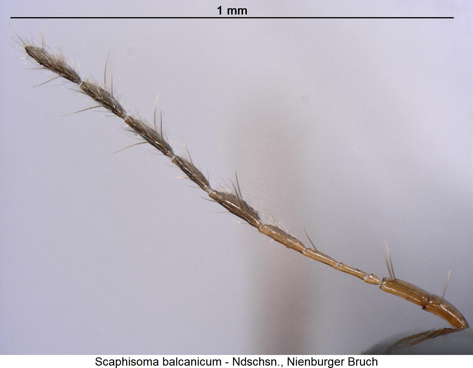 scaphisoma_balcanicum_f.jpg