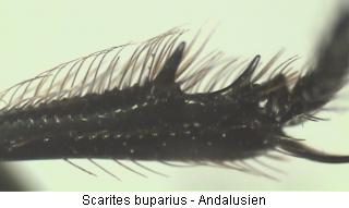 scarites_buparius_mschn.jpg