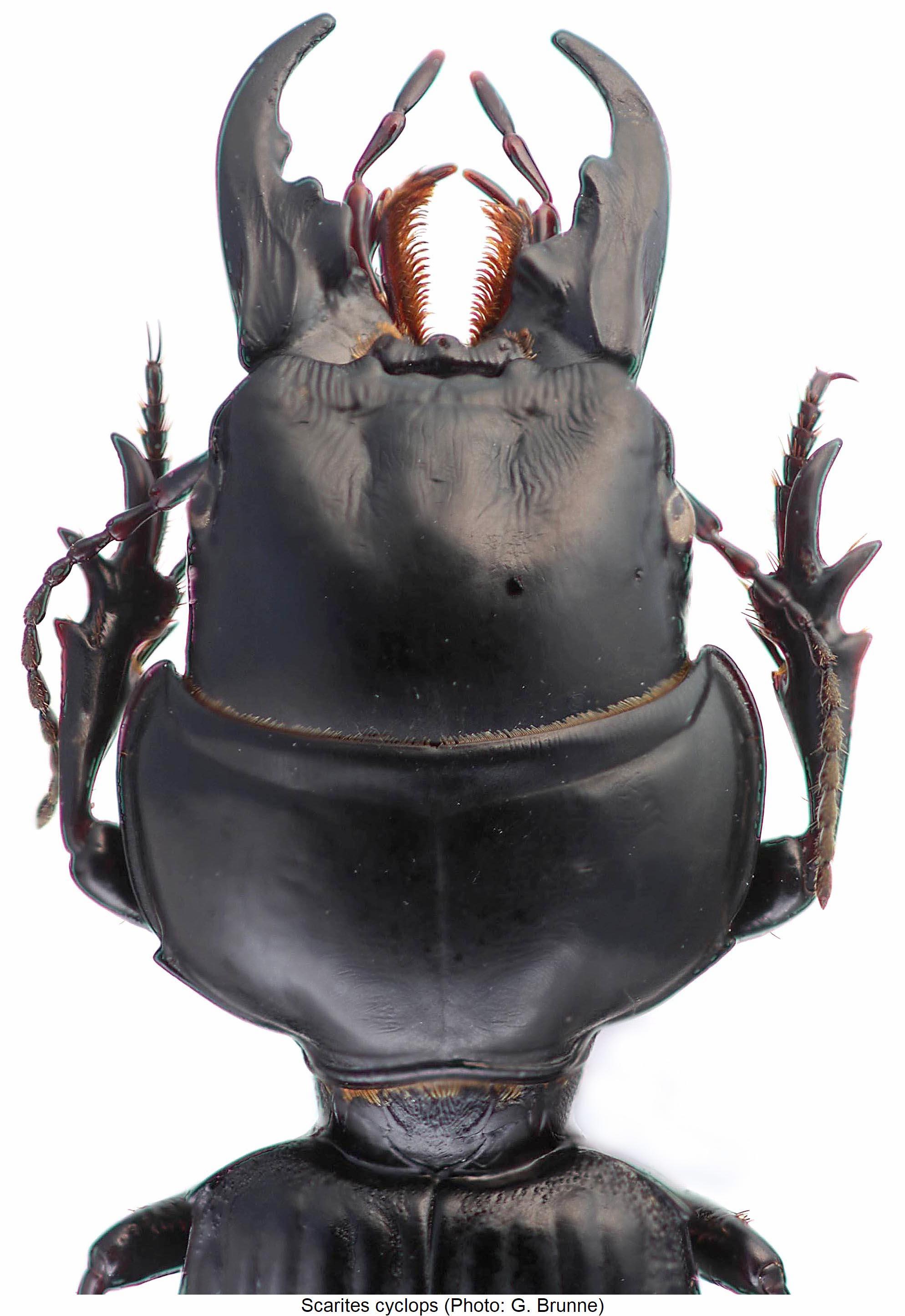 scarites_cyclops_vk.jpg