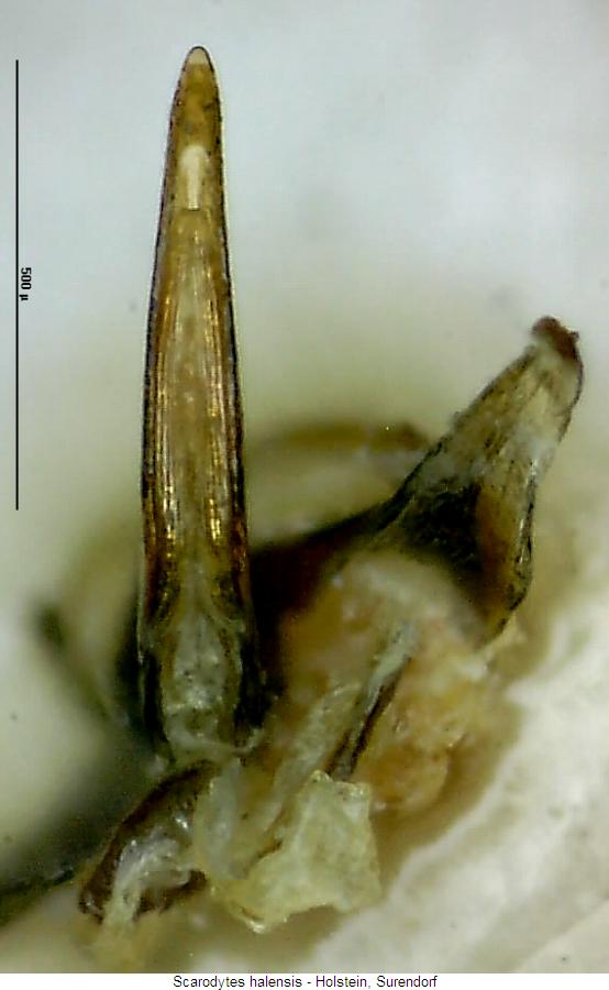scarodytes_halensis.jpg
