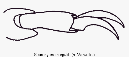 scarodytes_margaliti_vtr.gif