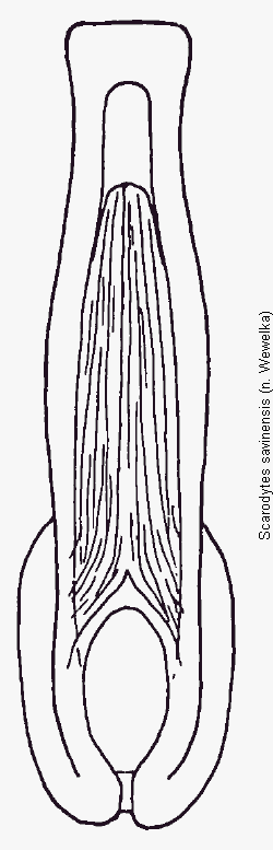 scarodytes_savinensis.gif