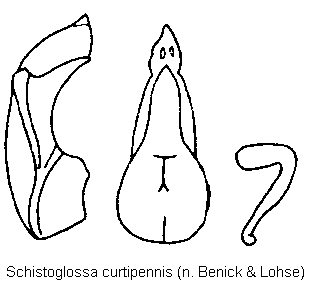 schistoglossa_curtipennis1.gif