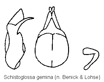 schistoglossa_gemina.gif