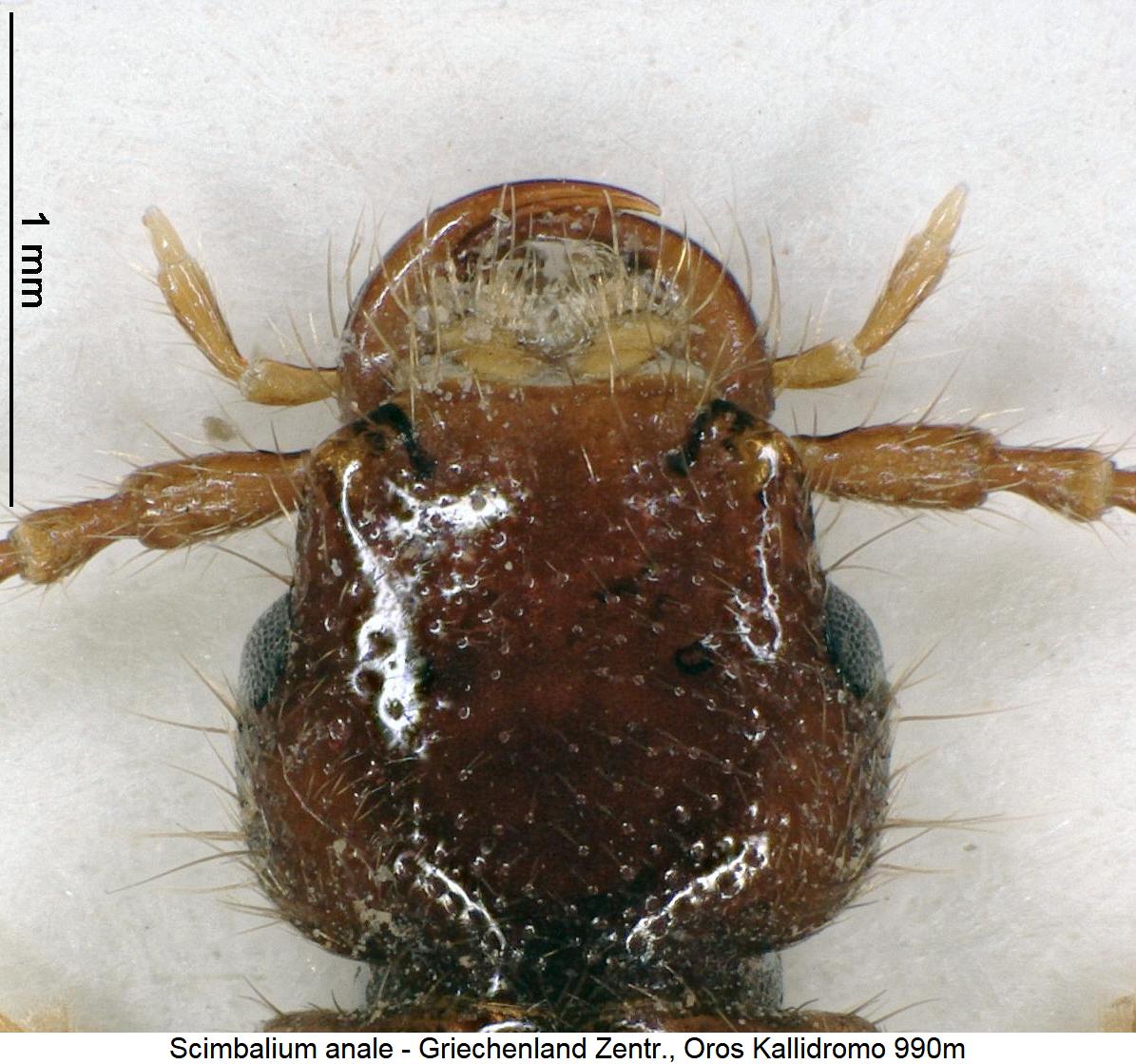 scimbalium_anale_k.jpg