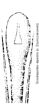sciodrepoides_alpestris.gif