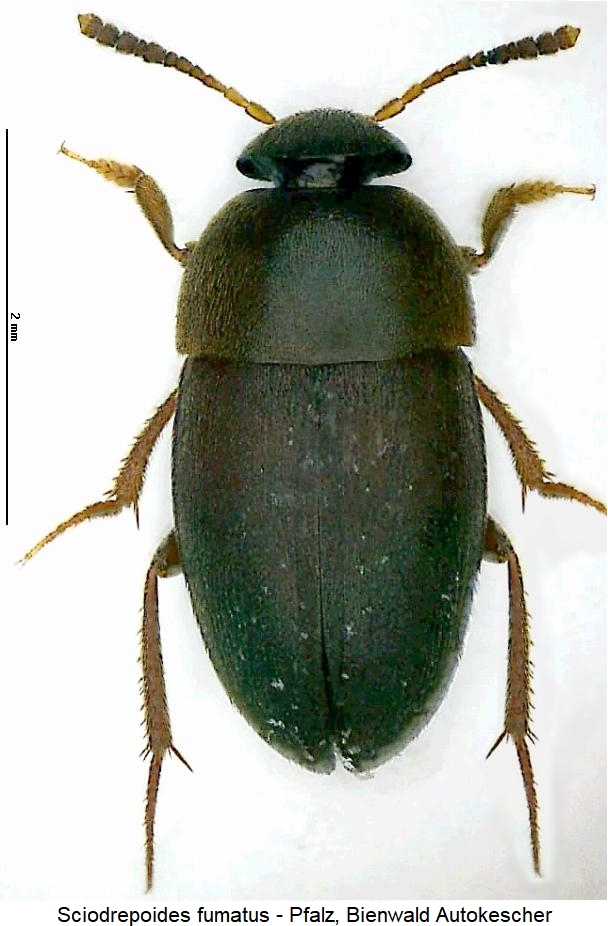 sciodrepoides_fumatus_hab.jpg