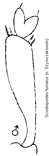 sciodrepoides_fumatus_vschn.gif