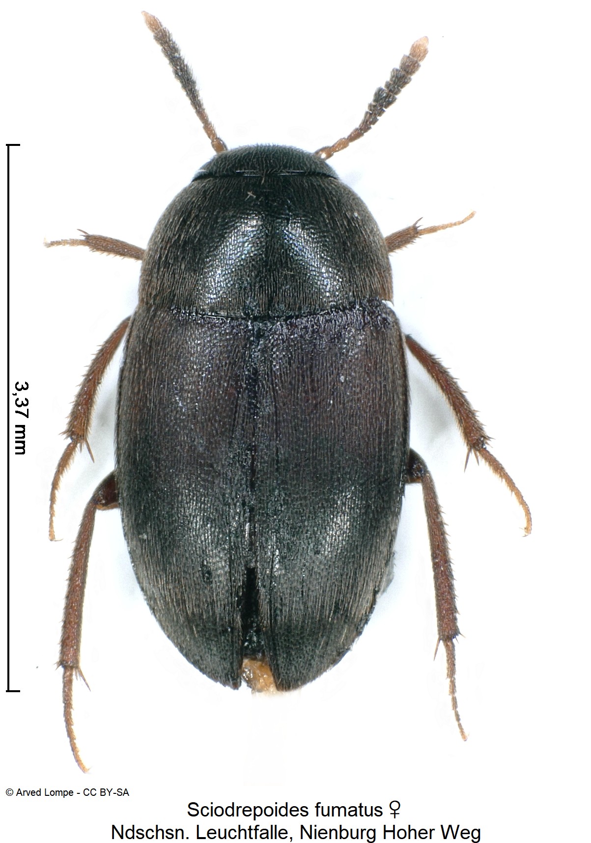 sciodrepoides_fumatus_w_hab.jpg