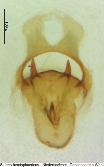 scirtes_hemisphaericus_bur.jpg
